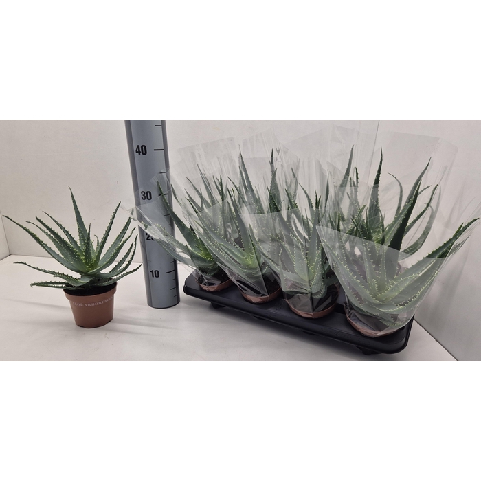 <h4>ALOE ARBORESCENS</h4>
