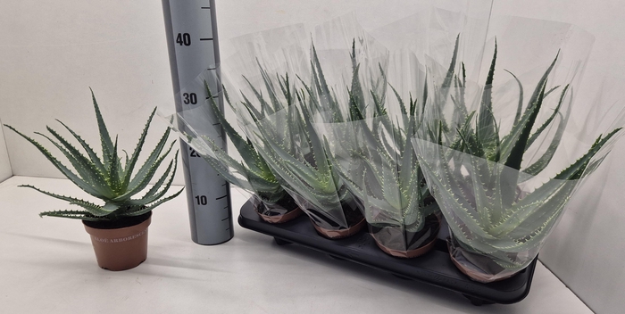 <h4>ALOE ARBORESCENS</h4>