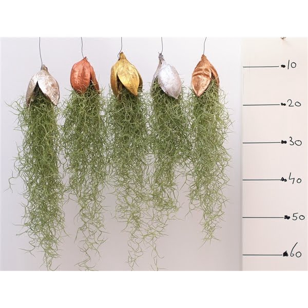 <h4>Tillandsia Penca Kerst mix</h4>