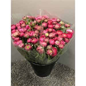 Ran Elegance Hot Pink