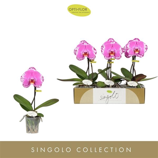 <h4>Phalaenopsis overig</h4>