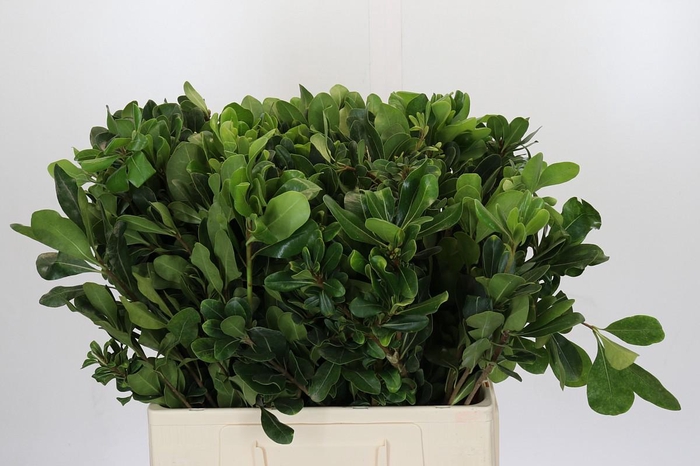 <h4>Pittosporum Nurit</h4>