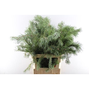Deco Gr Pinus Alaska Grof L 90