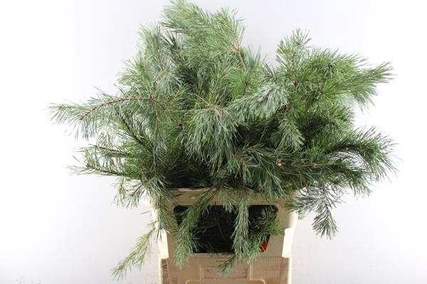 <h4>Deco Gr Pinus Alaska Grof L 90</h4>