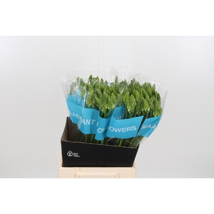Ornithogalum T Mount Fuji