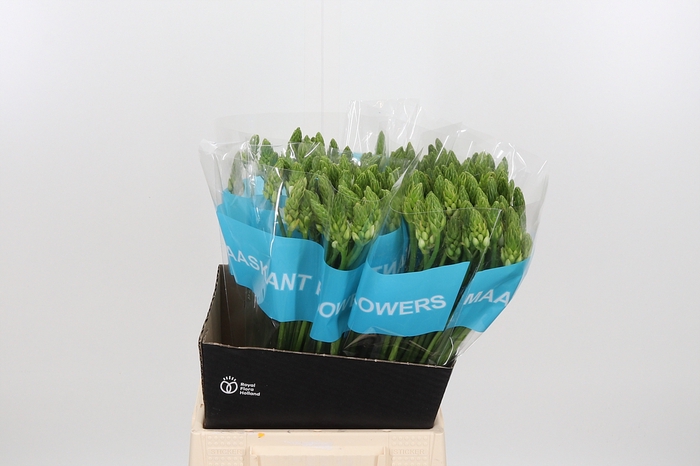 <h4>Ornithogalum T Mount Fuji</h4>