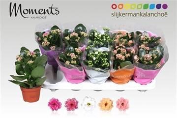 <h4>KAL GE GEM 5 KL</h4>