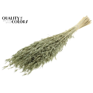 Avena per bunch Bleached Olive