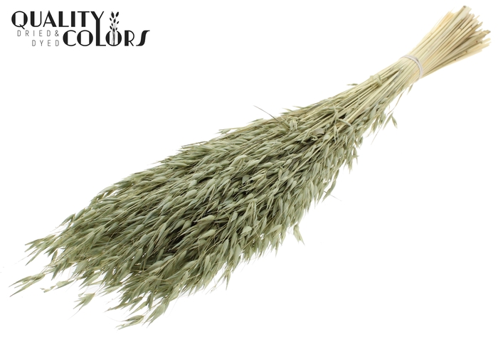 Avena per bunch Bleached Olive