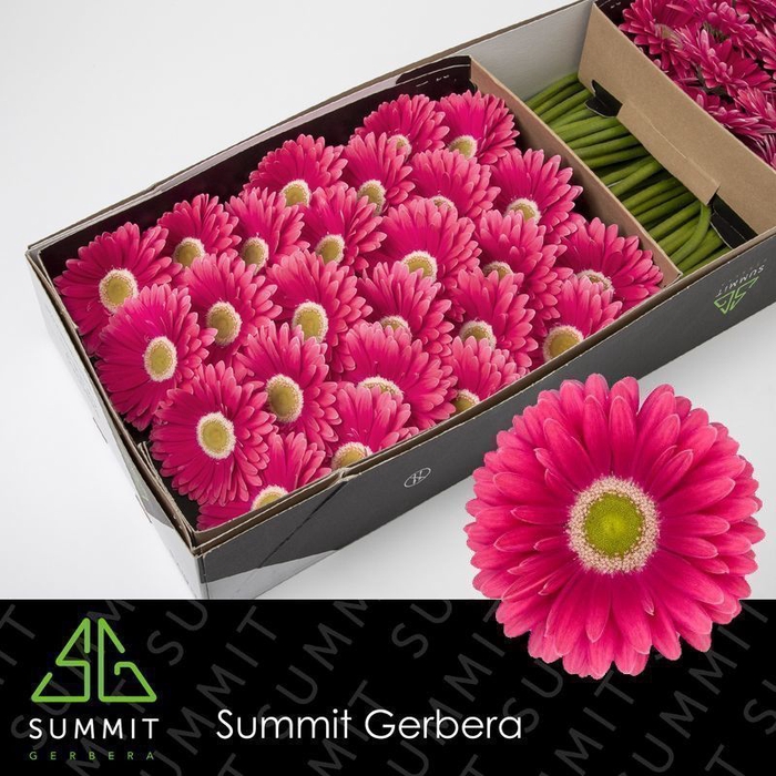 <h4>Gerbera Unique Half doos</h4>