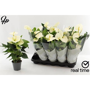 ANTHURIUM COCOS P12