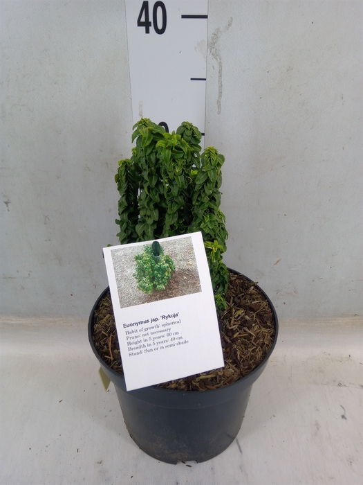 <h4>Euonymus japon.   ...</h4>