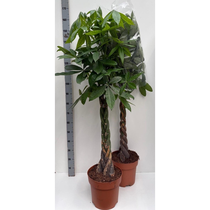 <h4>PACHIRA AQUATICA</h4>