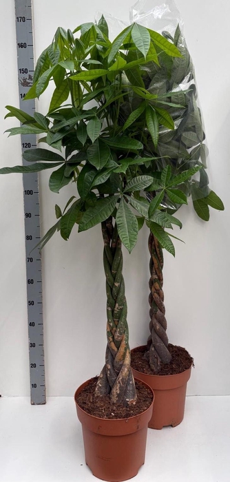 <h4>PACHIRA AQUATICA</h4>