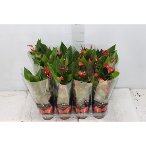 ANTHURIUM MINI MILLION FLOWERS P09