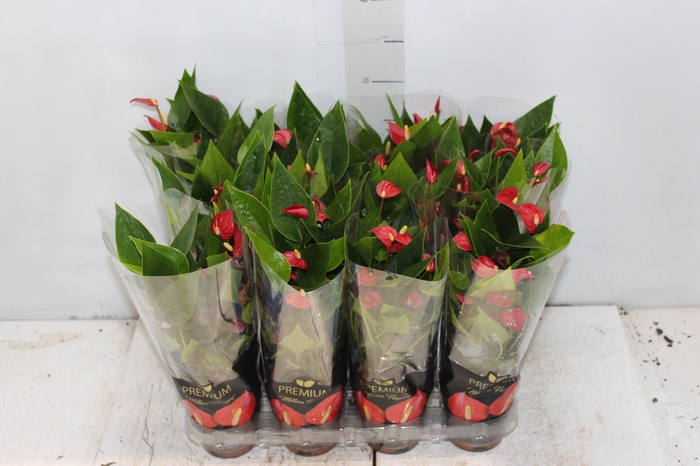 <h4>ANTHURIUM MINI MILLION FLOWERS P09</h4>