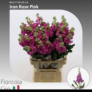 MATTH IRON ROSE PINK