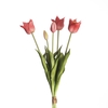 AF Tulip Bundle x5 L45cm Beaut