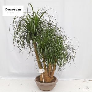 Beaucarnea vertakt op nummer 45