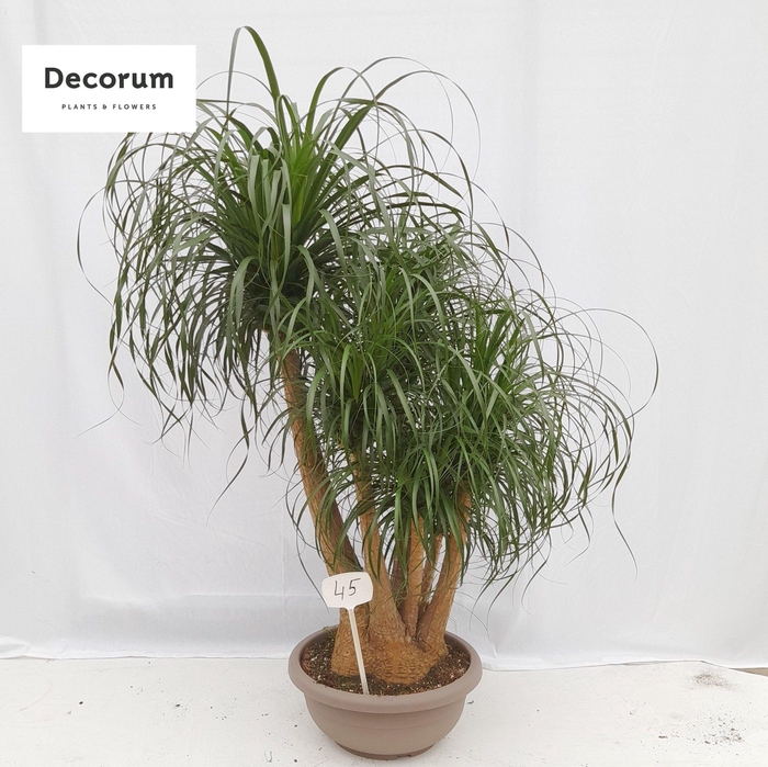 <h4>Beaucarnea vertakt op nummer 45</h4>