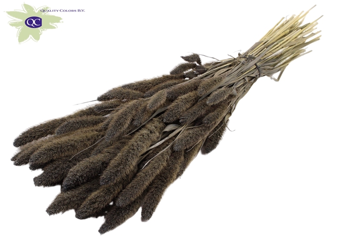 <h4>Setaria per bunch frosted grey</h4>