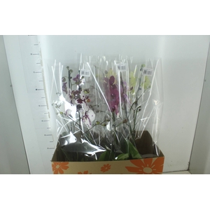 PHALAENOPSIS P15 PERFILHADA