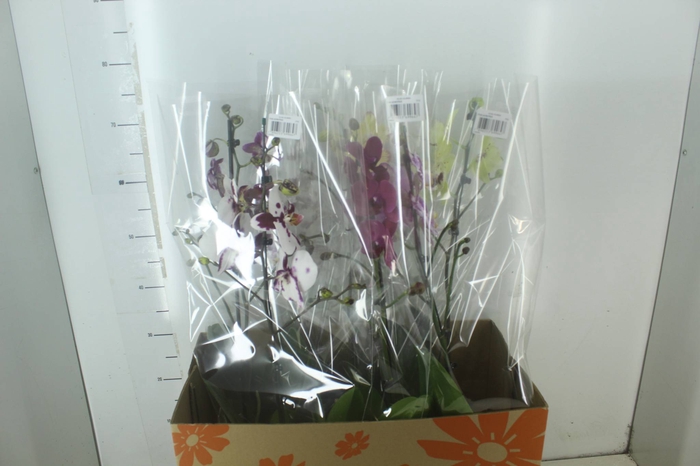 <h4>PHALAENOPSIS P15 PERFILHADA</h4>