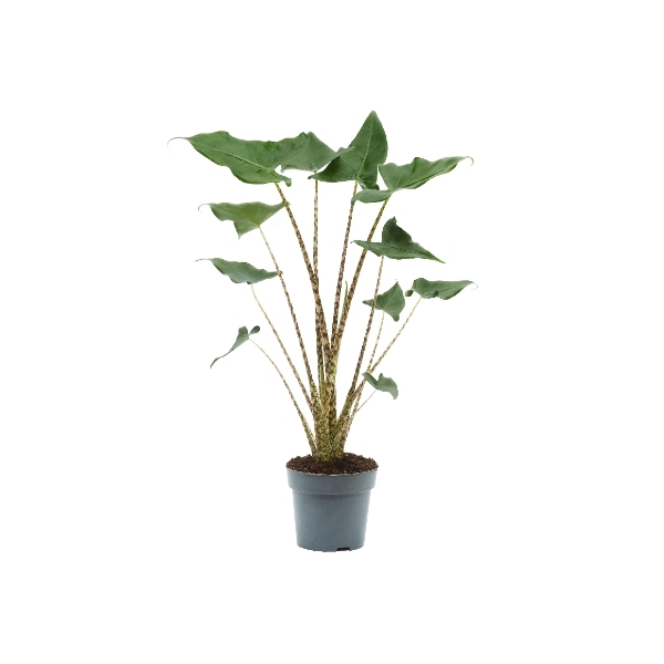 <h4>Alocasia Siberian Tiger</h4>
