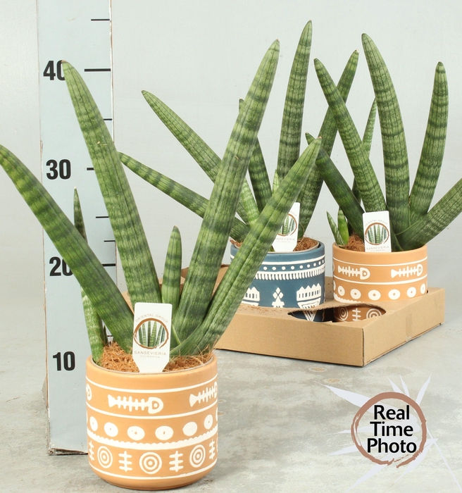 <h4>SANSEV CY HANDSHAKE</h4>