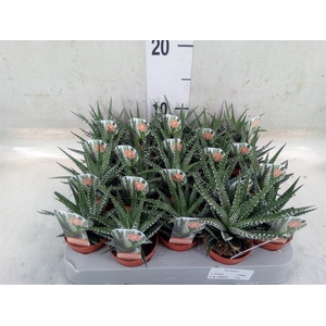 Haworthia fasciata 'Big Band'