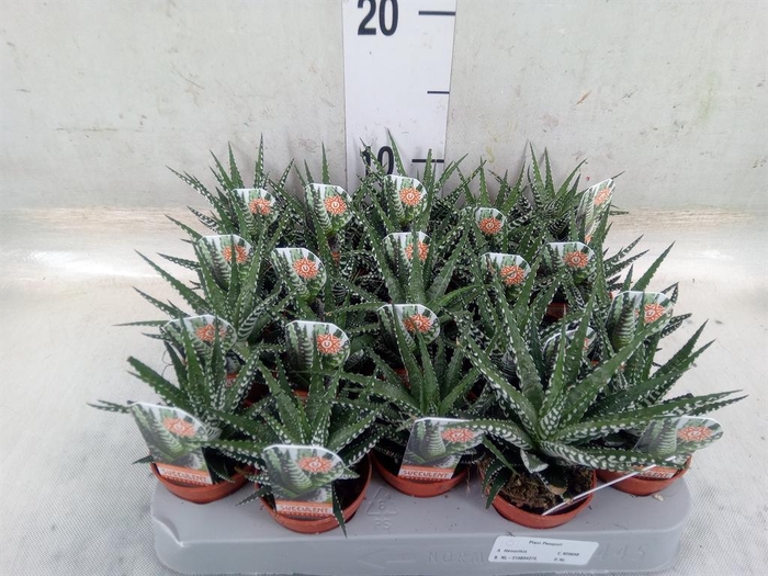 <h4>Haworthia fasciata 'Big Band'</h4>