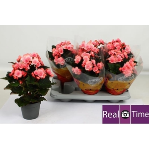 BEG DU MO 2 JOY PINK