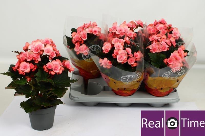 <h4>BEG DU MO 2 JOY PINK</h4>