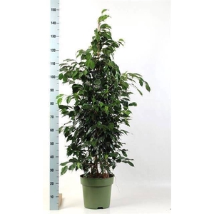 Ficus benja. 'Danielle'