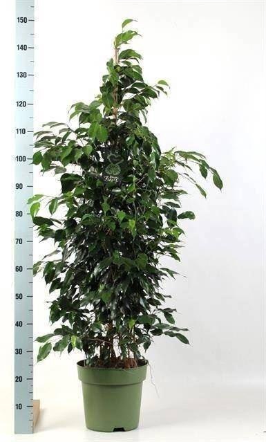 <h4>Ficus benja. 'Danielle'</h4>