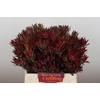 Leucadendron Blush Spray