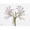 Nerine Sofie