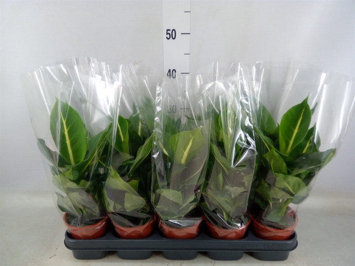 <h4>Dieffenbachia  'Green Magic'</h4>