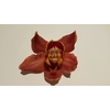 Cymbidium 8/11 Brown Bl pst