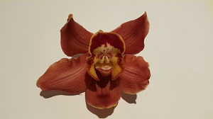 Cymbidium 8/11 Brown Bl pst