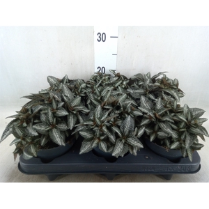 Pilea spriceana 'Silver Tree'