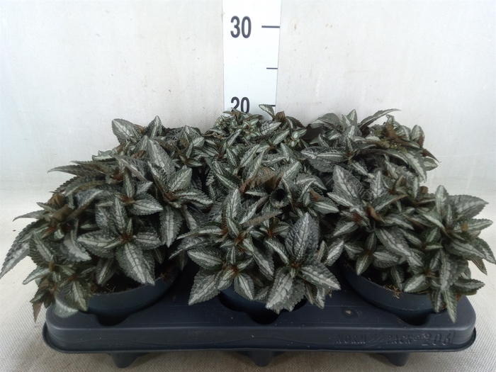 <h4>Pilea spriceana 'Silver Tree'</h4>
