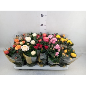 Rosa  'Kordana Grande'   ...mix