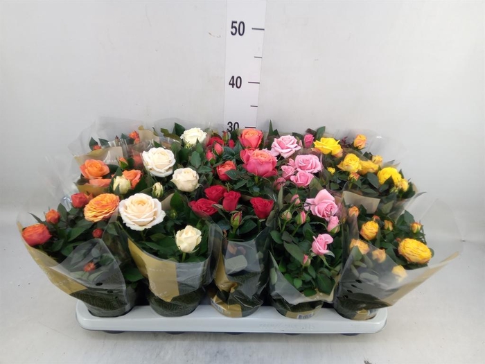 <h4>Rosa 'Kordana Grande' ...mix</h4>