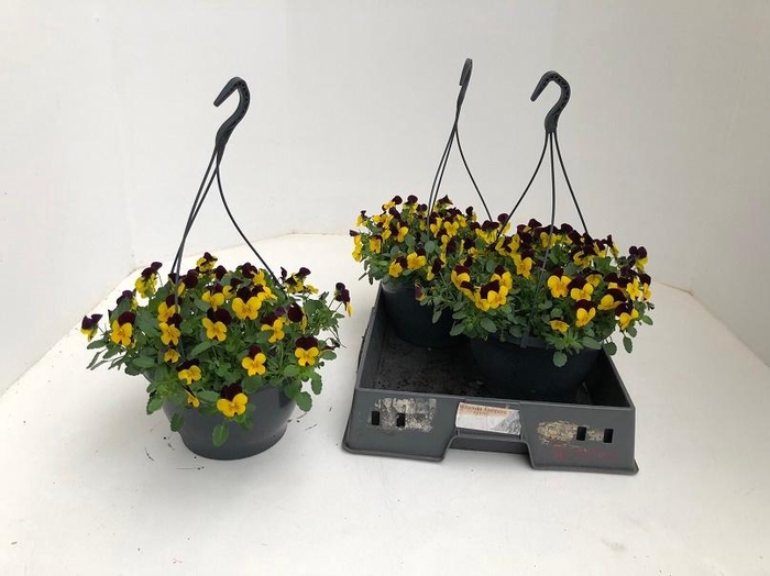 <h4>VIO CO END YELL+RED</h4>