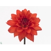 Dahlia Orange Perception