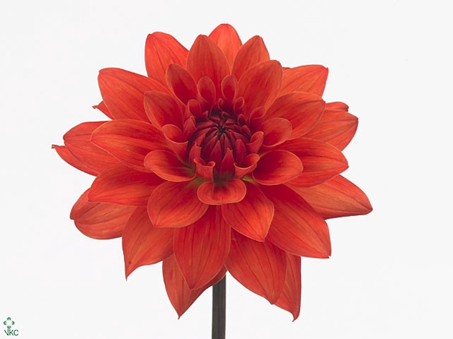 Dahlia Orange Perception