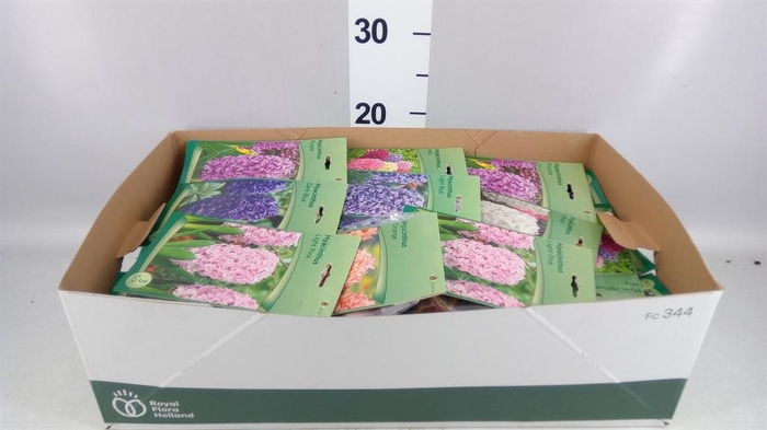 <h4>Hyacinthus   ...flowerbulbs</h4>