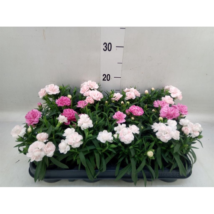 <h4>Dianthus   ...mix</h4>