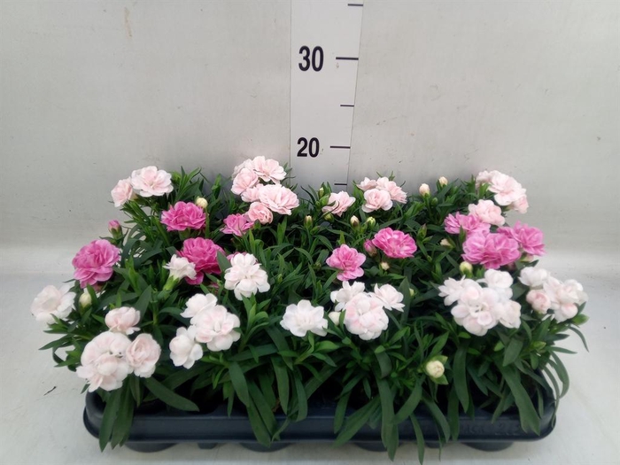 Dianthus   ...mix